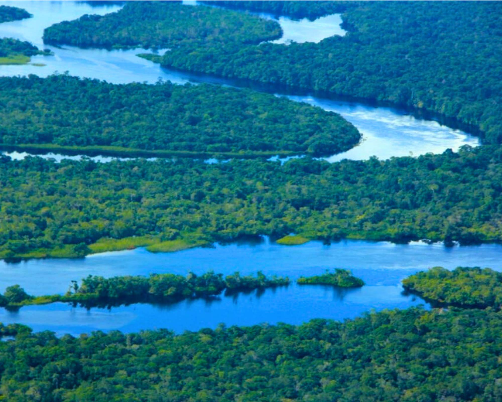 Amazonia — official Casa da Música artwork